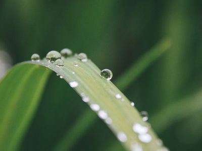 Close-up of a natural element like a leaf with water drops, symbolizing clarity.